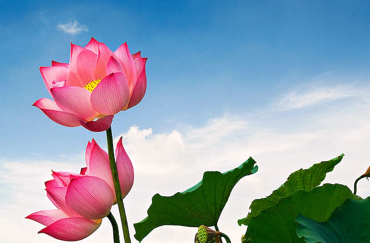 Hình tượng hoa sen trong văn hóa Phật giáo