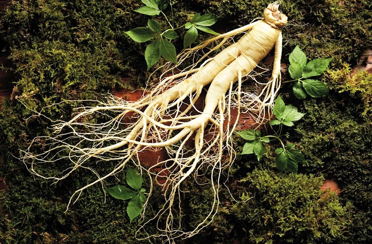 Sâm Việt Nam: Báu vật của đất trời